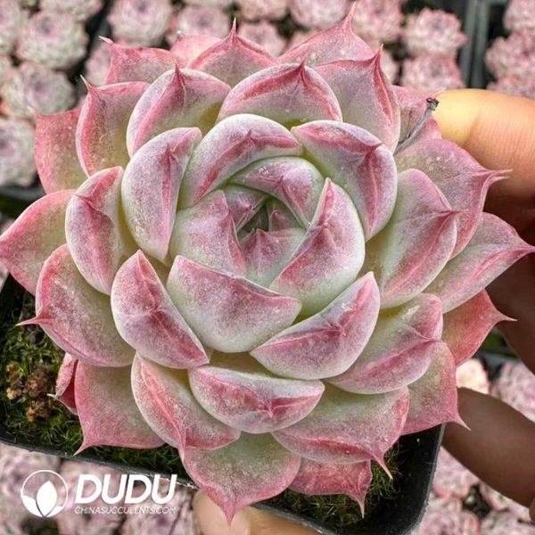 e201-33.jpg Echeveria Shuibingyue - Image 1