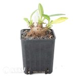 Euphorbia itremensis