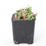 Euphorbia itremensis