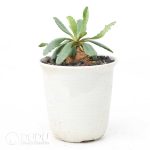 Euphorbia primulifolia