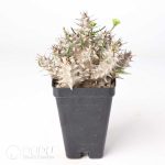 Euphorbia brachyphylla