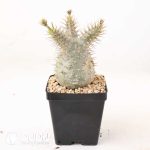 Pachypodium rosulatum var. gracilius