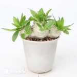 Pachypodium brevicaule