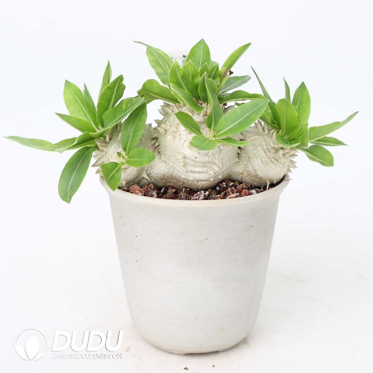 e201-337.jpg Pachypodium brevicaule - Image 1