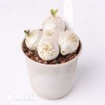 Pachypodium brevicaule