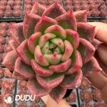 Echeveria Cinnabar