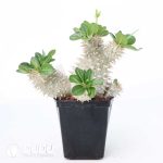 Pachypodium densiflorum