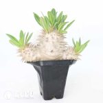 Pachypodium eburneum