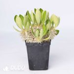 Pachypodium eburneum