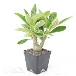 Pachypodium baronii var.windsorii