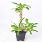 Pachypodium baronii var.windsorii