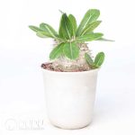 Pachypodium brevicaule x densiflorum