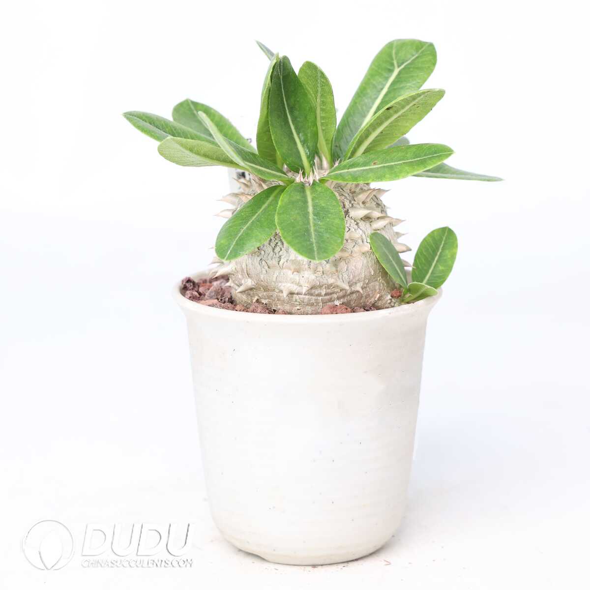 e201-345.jpg Pachypodium brevicaule x densiflorum - Image 1