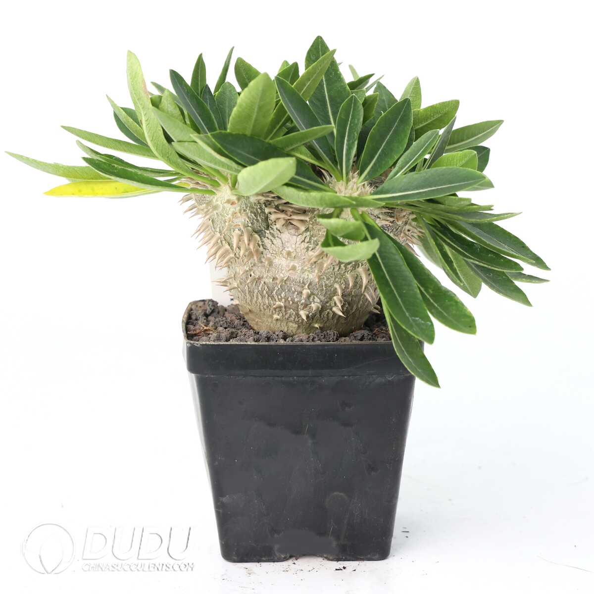 e201-346.jpg Pachypodium brevicaule x densiflorum - Image 1