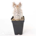 Pachypodium rosulatum subs.makayense