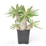 Pachypodium rosulatum subs.makayense