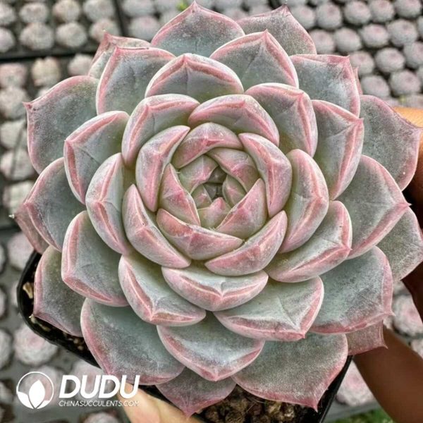 Echeveria Rukawa Kaede - Image 1