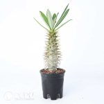 Pachypodium ambongense