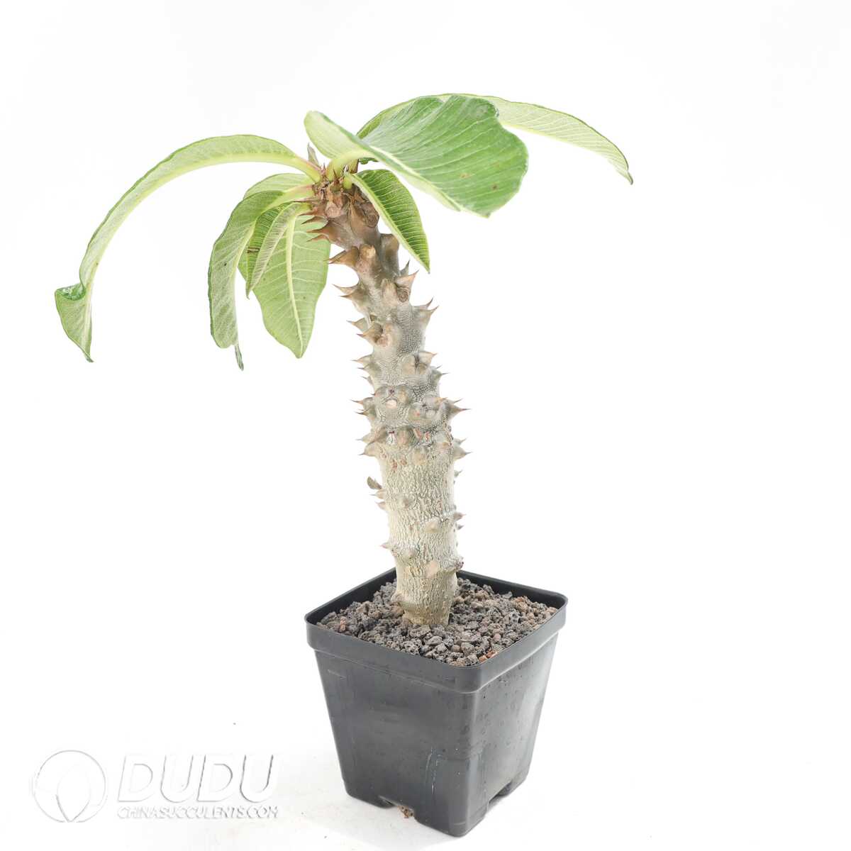 e201-351.jpg Pachypodium baronii - Image 1