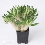 Pachypodium inopinatum