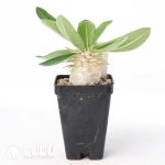 Pachypodium enigmaticum