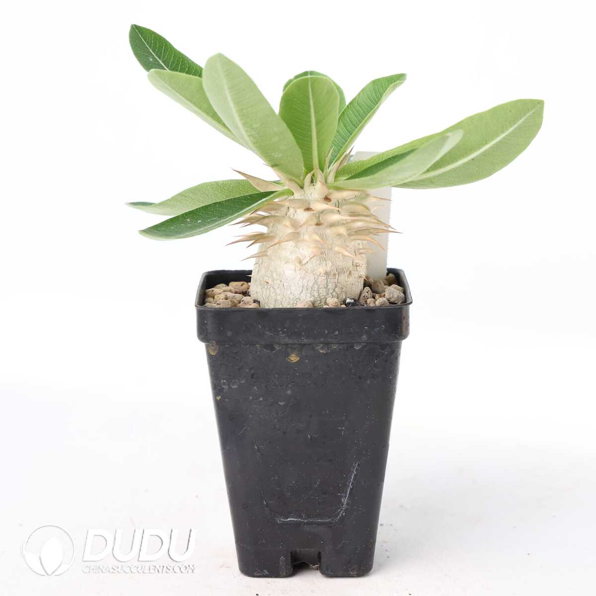 e201-353.jpg Pachypodium enigmaticum - Image 1