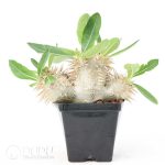 Pachypodium enigmaticum