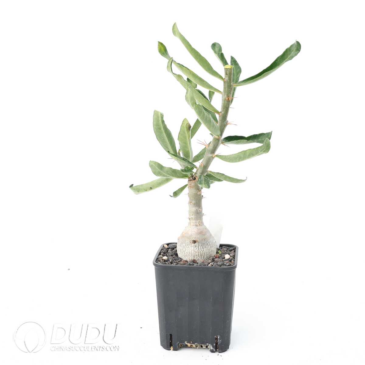 e201-356.jpg Pachypodium succulentum - Image 1