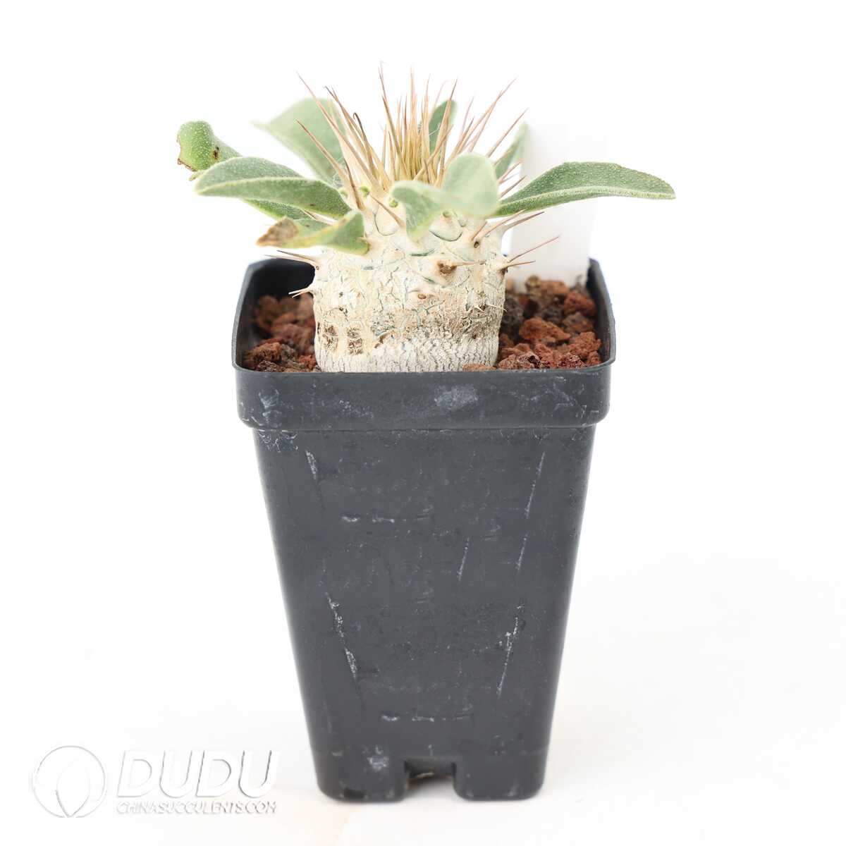 e201-357.jpg Pachypodium namaquanum - Image 1