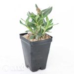 Pachypodium bispinosum