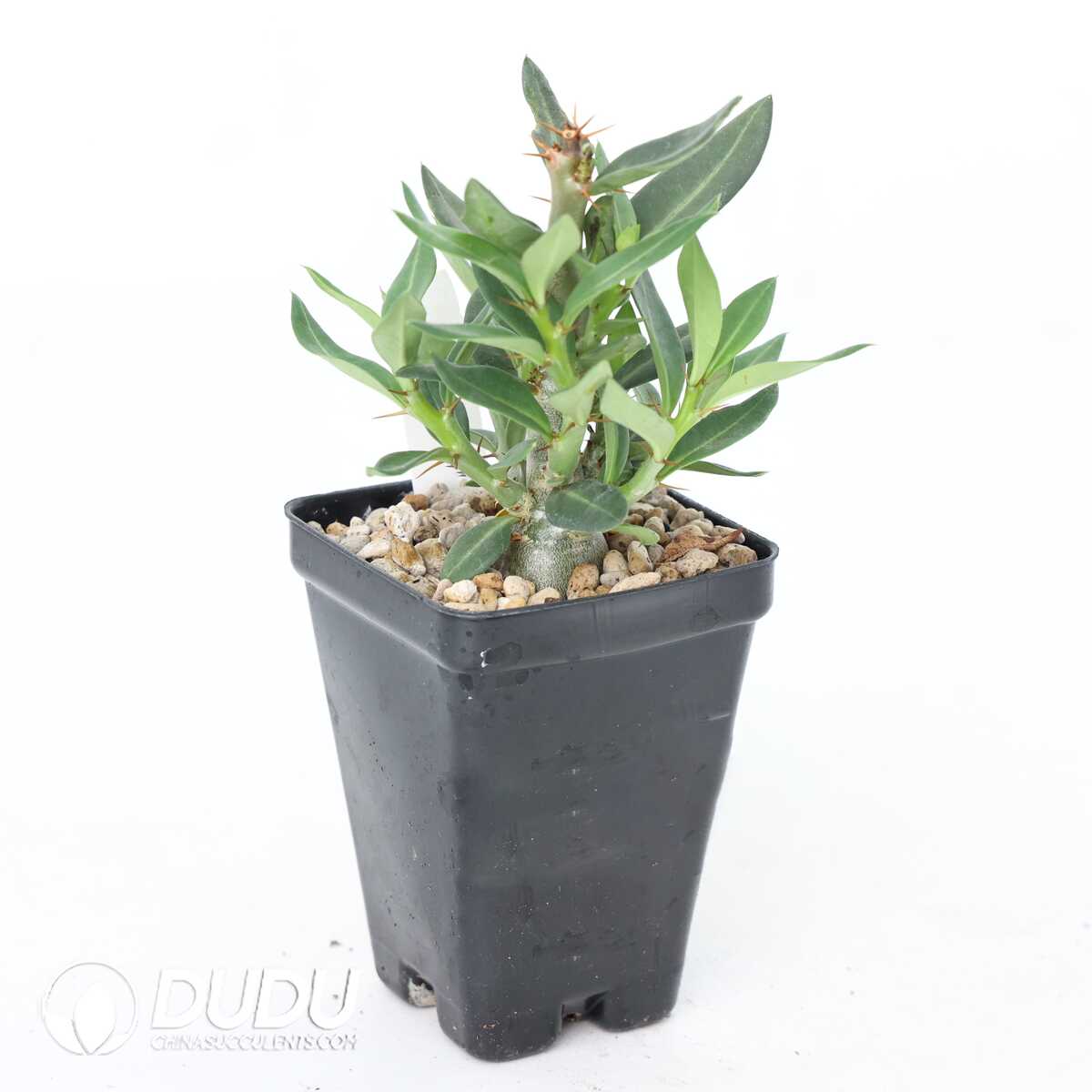 e201-358.jpg Pachypodium bispinosum - Image 1