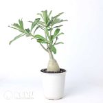 Adenium swazicum