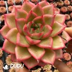 Echeveria Vigorous Orange