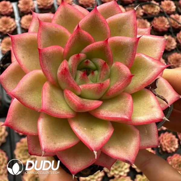 Echeveria Vigorous Orange - Image 1