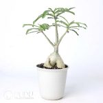 Adenium swazicum