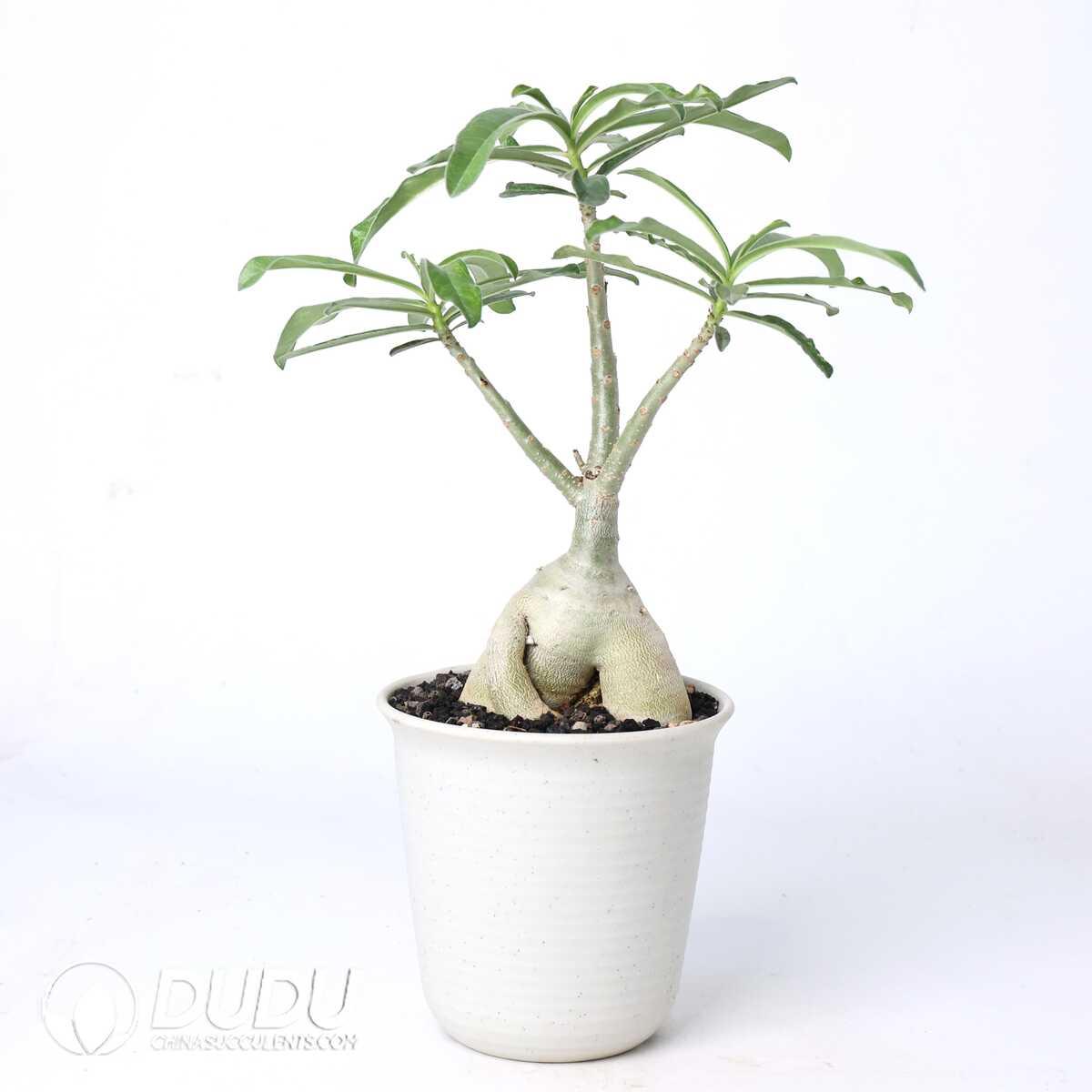 e201-360.jpg Adenium swazicum - Image 1