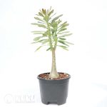 Adenium socotranum