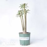 Adenium socotranum