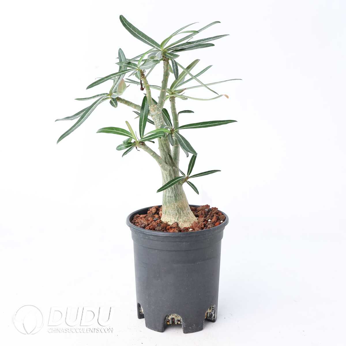 e201-363.jpg Adenium sp.Tanzania - Image 1