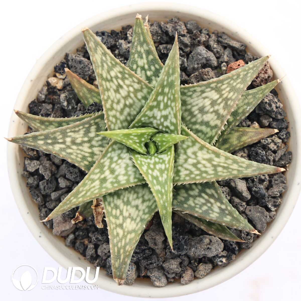 e201-366.jpg Aloe descoingsii - Image 1