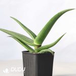 Aloe fleurentiniorum