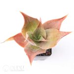 Aloe imalotensis
(selected form)