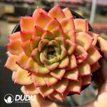 Echeveria Vigorous Orange