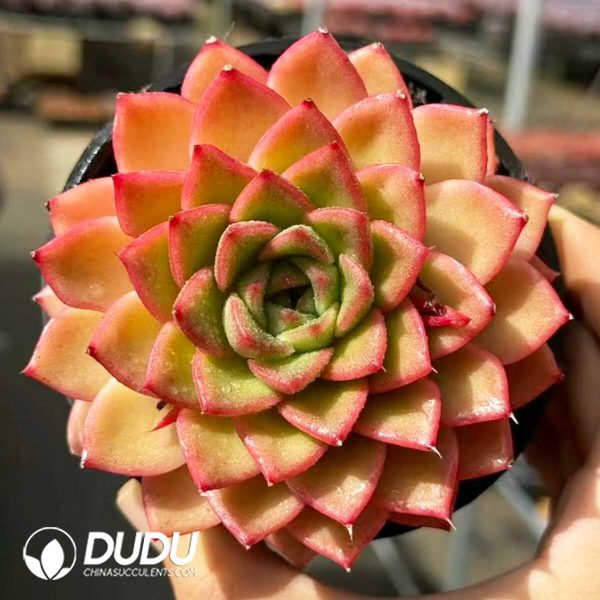 Echeveria Vigorous Orange - Image 1