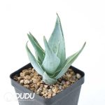 Aloe viguieri