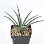 Yucca brevifolia var. jaegeriana ‘blue’