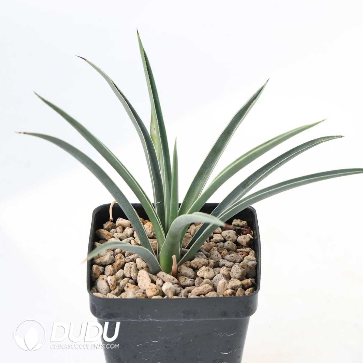 e201-375.jpg Yucca brevifolia var. jaegeriana ‘blue’ - Image 1