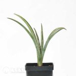 Yucca baccata ssp. Baccata