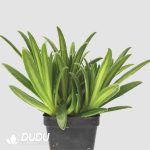 Primulina ophiopogoides