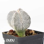 Astrophytum myriostigma 'Onzuka'